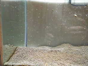 褐藻的困扰：是硝化细菌不足还是光照不足？