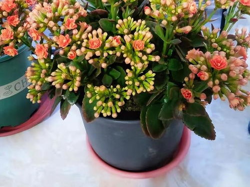 长寿花养护技巧，如何浇水才能让花朵更鲜艳