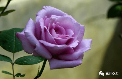 月季的美丽， 如同皇后般华丽