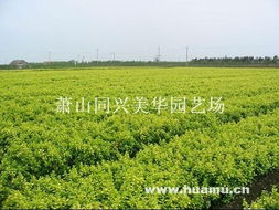 花木之乡：园艺村的产业特色