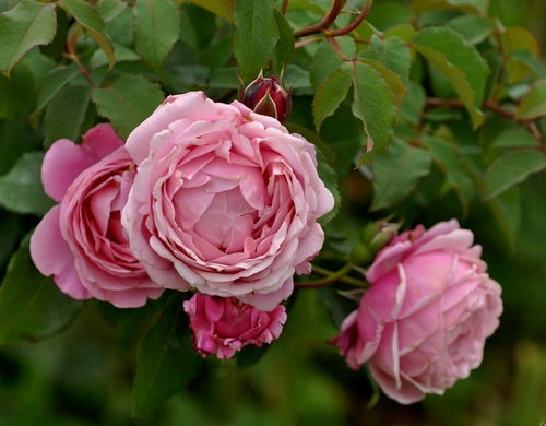 1. 大赦国际月季