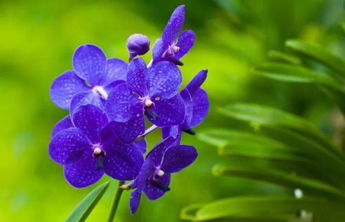 喷兰花时的苯唑甲环唑浓度与时机