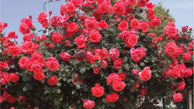 月季拱门制作， 修剪有层次