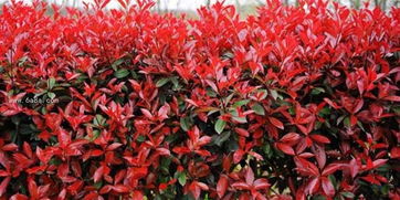 种植间距因情况而异