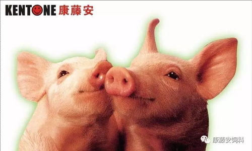 常规三针保健效果差？新仔猪保健方案