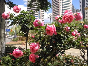 月季花海的品种大揭秘
