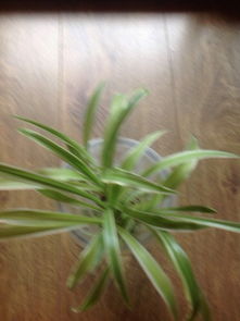 吊兰叶子出现黑色虫子，是何原因导致