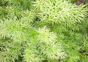 种植香草能赚钱吗？市场需求稳定