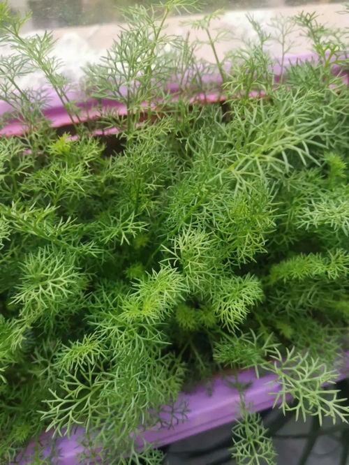 冬季阳台蔬菜种植：自给自足， 绿意盎然