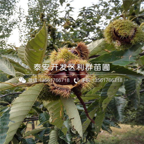 栗子树：园林中的美丽与实用并存的精灵