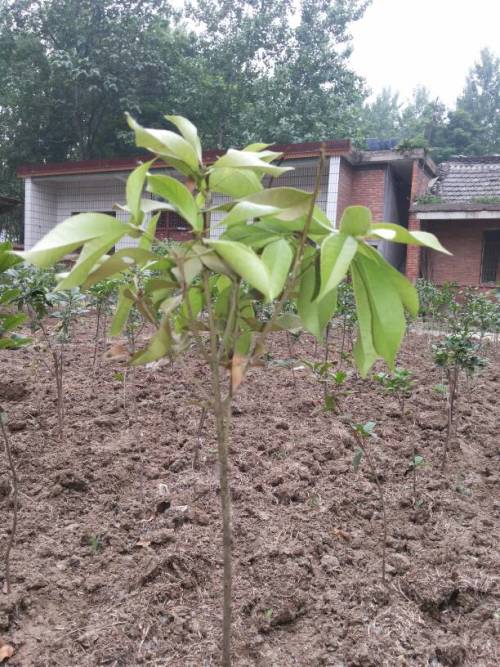 八月桂种植：土壤篇