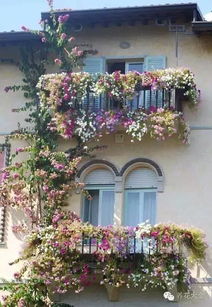 爬藤植物，打造花园的理想选择