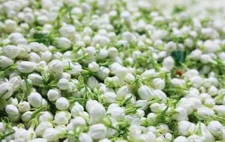 茶叶种类多样， 陕南绿茶独树一帜