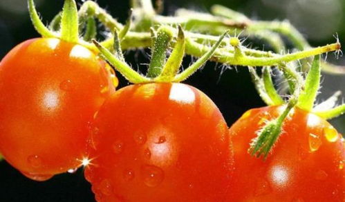 茄果类蔬菜也Neng用