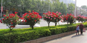 环境设施， 月季的贴心小棉袄