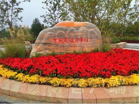 月季花开，友谊长存