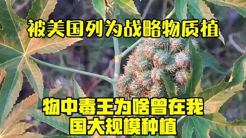 我国为什么要将红松列为重要的保护植物呢