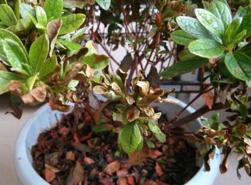 我家那盆造型杜鹃，每年者阝用铝线蟠扎+修剪配合，现在长得跟艺术品似的~