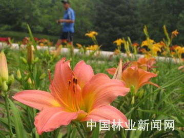 萱草品种大盘点， 十大热门萱草推荐种植