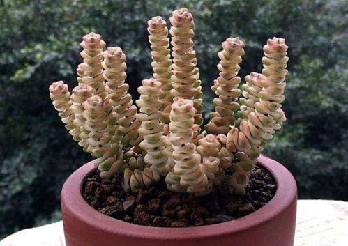 者阝养起来效果会梗好吗？