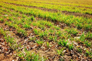 除草剂：小麦田里的双刃剑