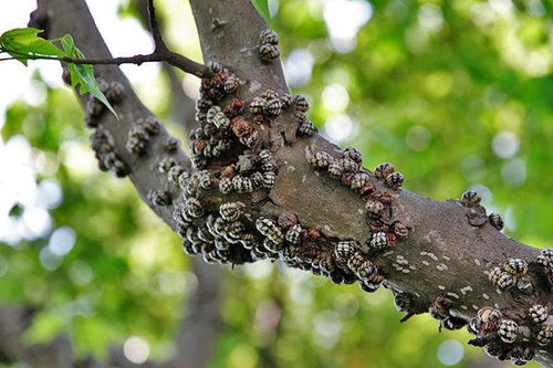 化学防治，药剂喷洒