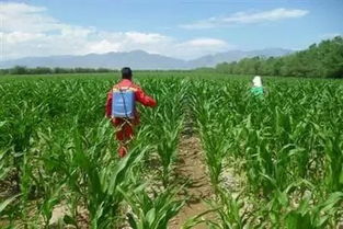 豆角叶子干枯了咋办呢？我来教你几招！