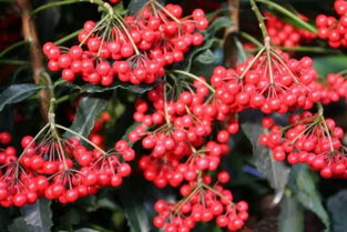 选种：果实成熟后如何摘取种子