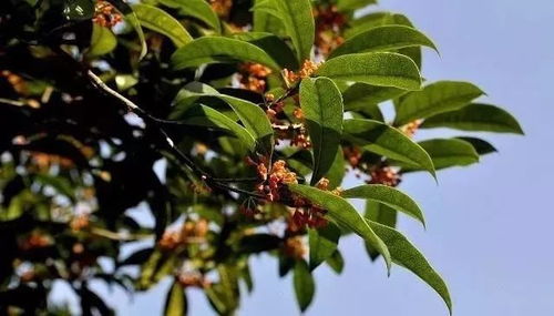 枝子树为何不开花？自然规律还是另有隐情