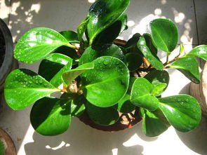 碧玉养护入门：如何让碧玉茁壮成长