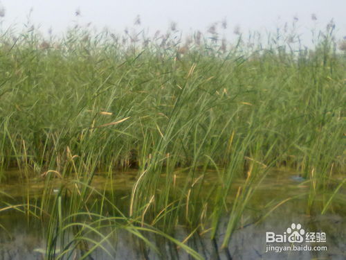 芦苇的生长习性