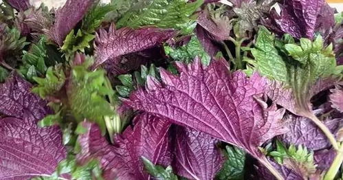 烹饪时加入适量紫苏