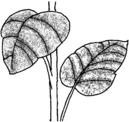 向日葵锈病的症状有哪些？