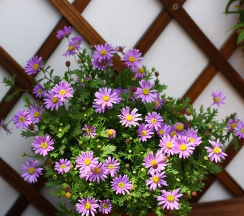 粉色秋花为何总是养不活？揭秘5种耐寒品种助你提升存活率