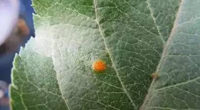 防治方法大放送