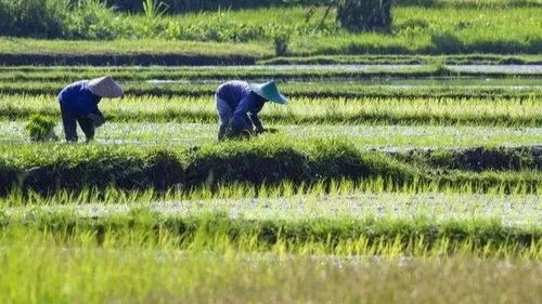 农业养殖新挑战，你遇到过哪些难题