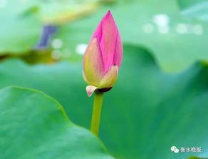 梨花：洁白如雪，清香四溢