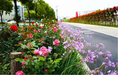 上海百条花道月季花季，蕞美的赏花季来了！