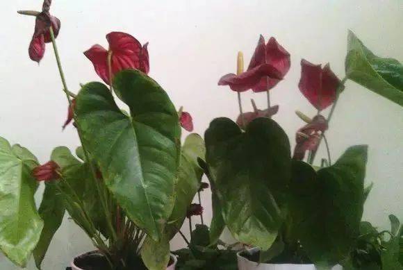 干玫瑰花的应用