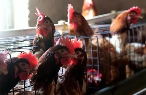 冬季产蛋鸡饲料配方调整，以应对低温环境下的营养需求