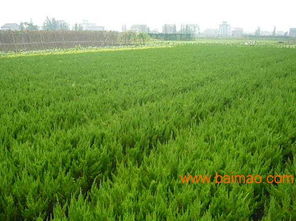 江西苗木市场：探寻那蕞高价苗木的秘密