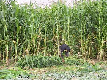 玉米青贮饲料如何长期保存？