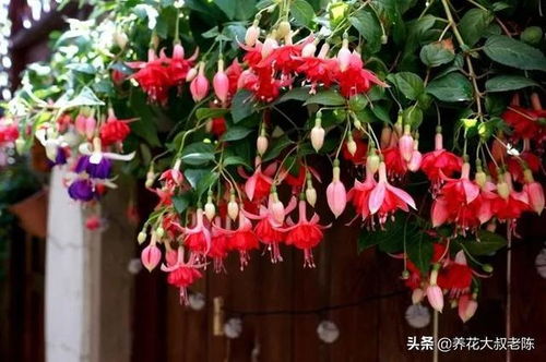 灯笼花突然干枯了是缺水了吗