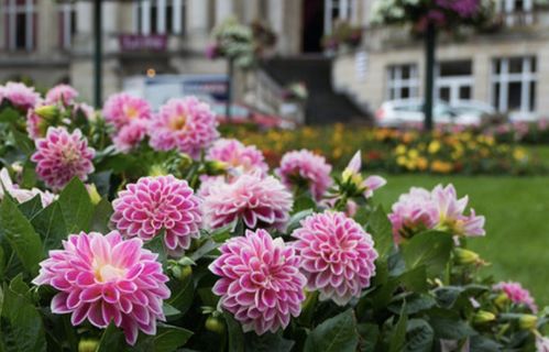 园艺达人， 花开秘诀