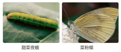 测温度线，避免药害