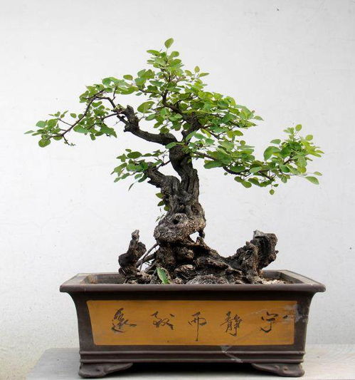 盆景枝条忌枝的分类及操作