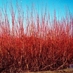 红瑞木的花期揭秘