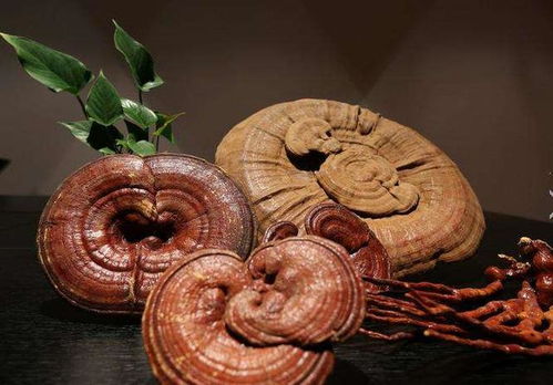 灵芝养殖：研究、验证与种植环境