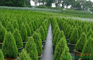市场调查与学习技术，绿化苗木种植必备