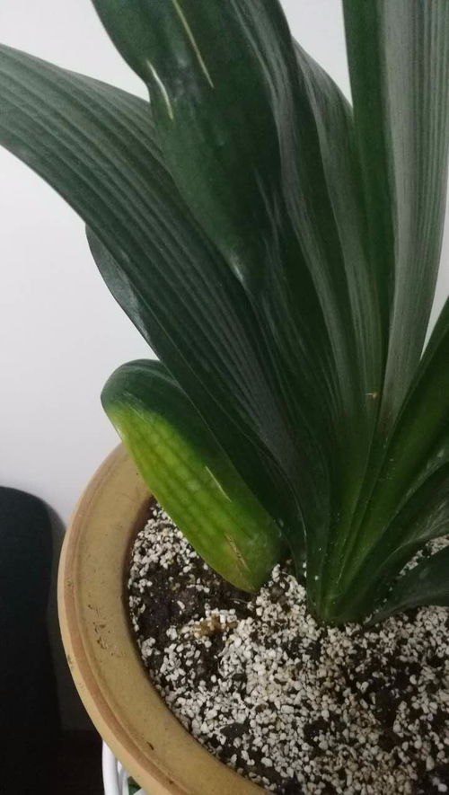 花被水浇死了怎么救活